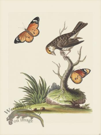 Edwards 189 The Orange-colour'd